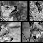 Wolfcollage