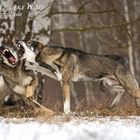 Wolfdogposing