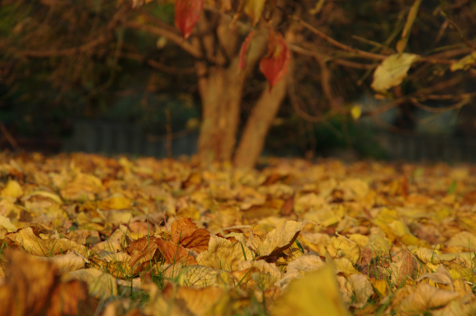 Wolfenbüttel im Herbst