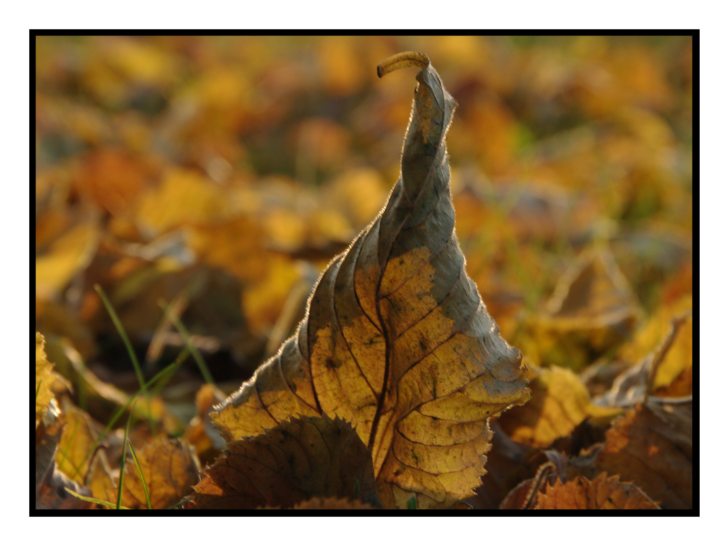 Wolfenbüttel im Herbst die 2.