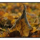 Wolfenbüttel im Herbst die 2.