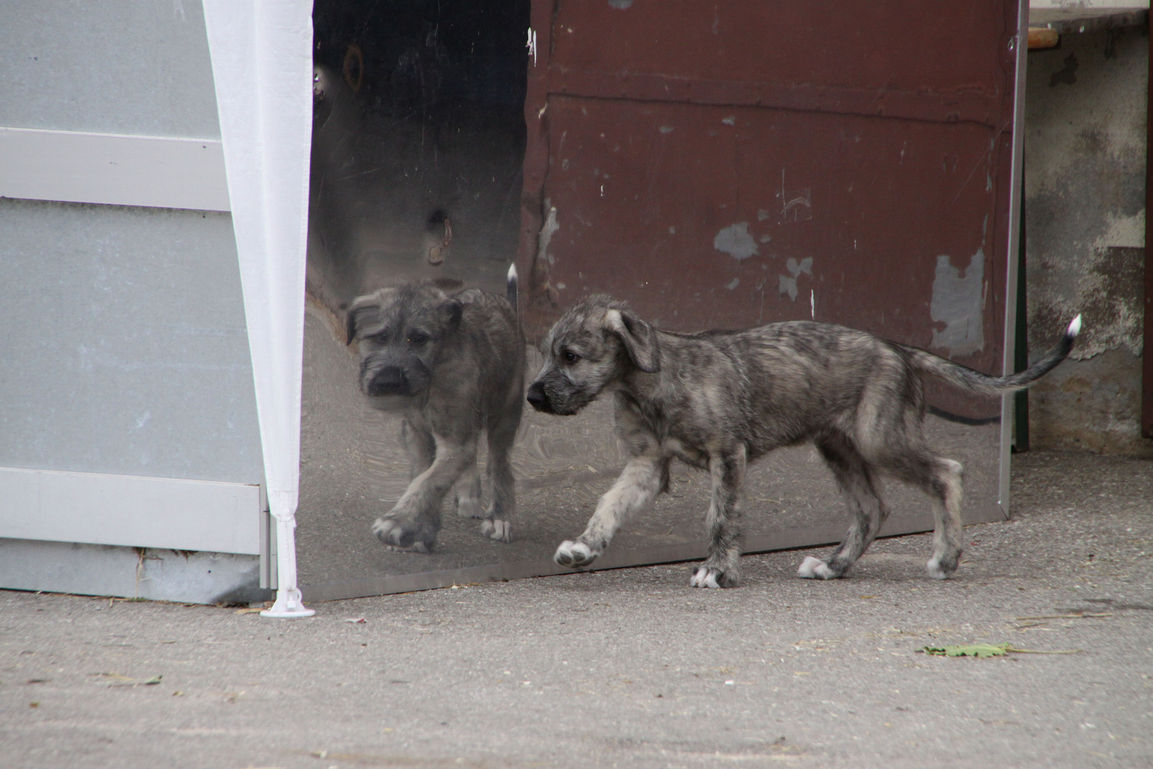 Wolfhound Baby