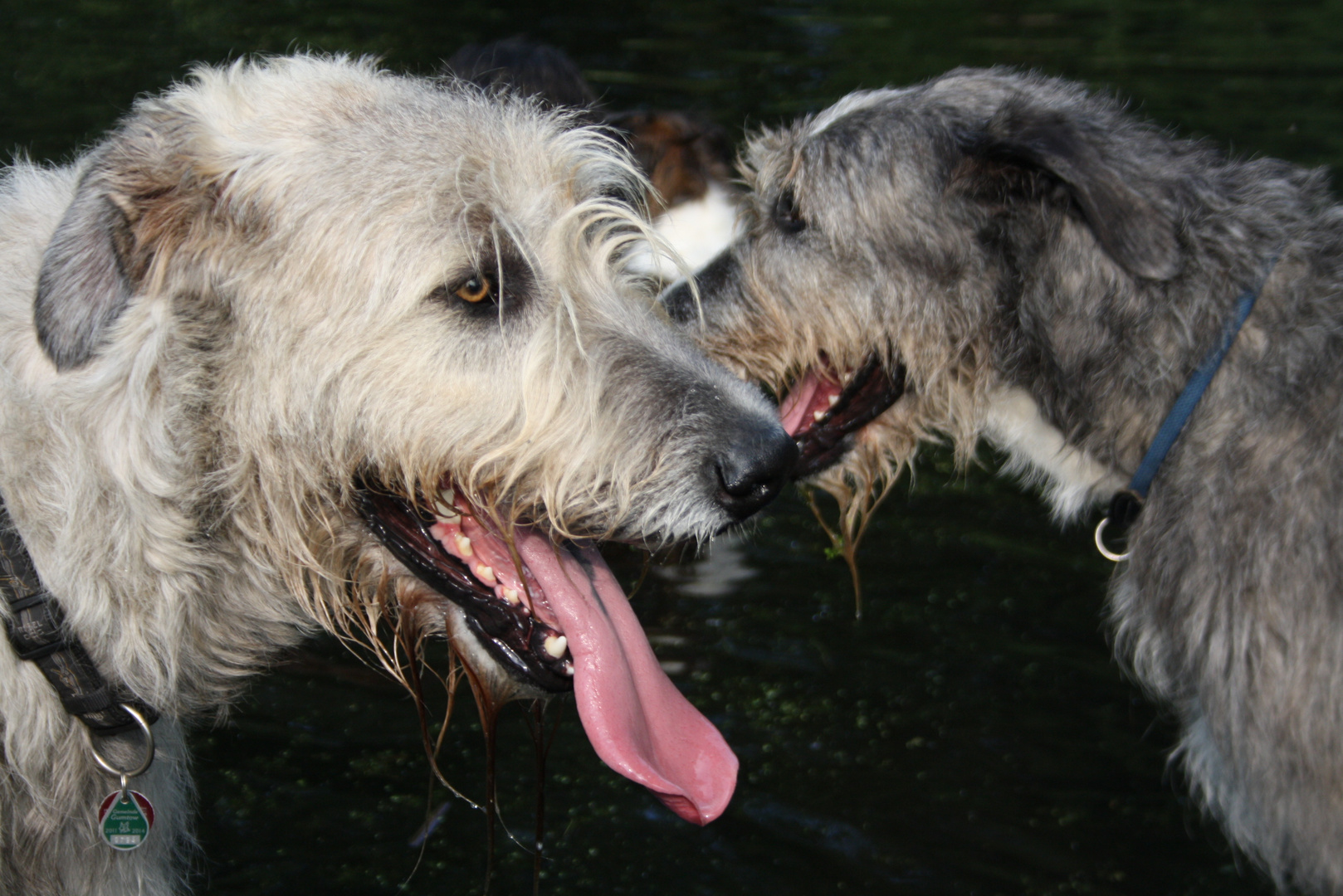 Wolfhounds