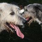 Wolfhounds