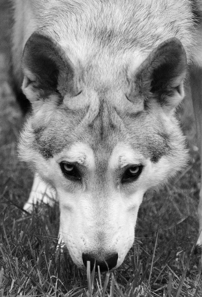 Wolfhund