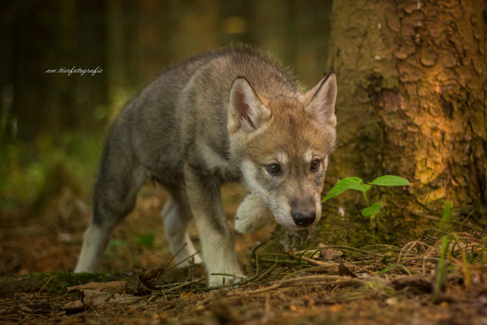 Wolfhund