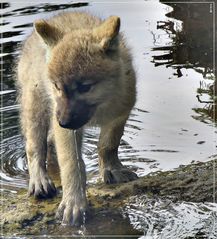 Wolfi hat schon den Schalk in den Augen...