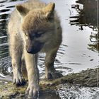 Wolfi hat schon den Schalk in den Augen...