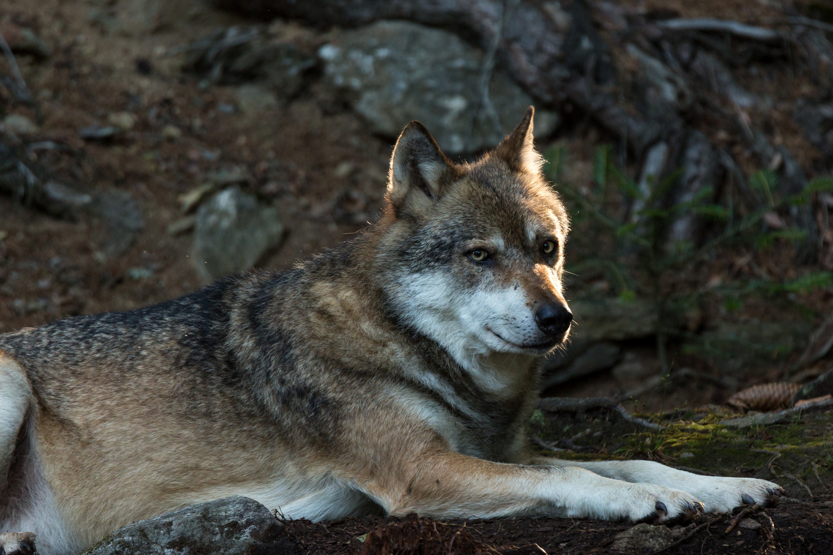 Wolf,im Gehege Falkenstein.