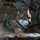 Wolf,im Gehege Falkenstein.