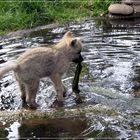 Wolfis Kampf mit den Algen...