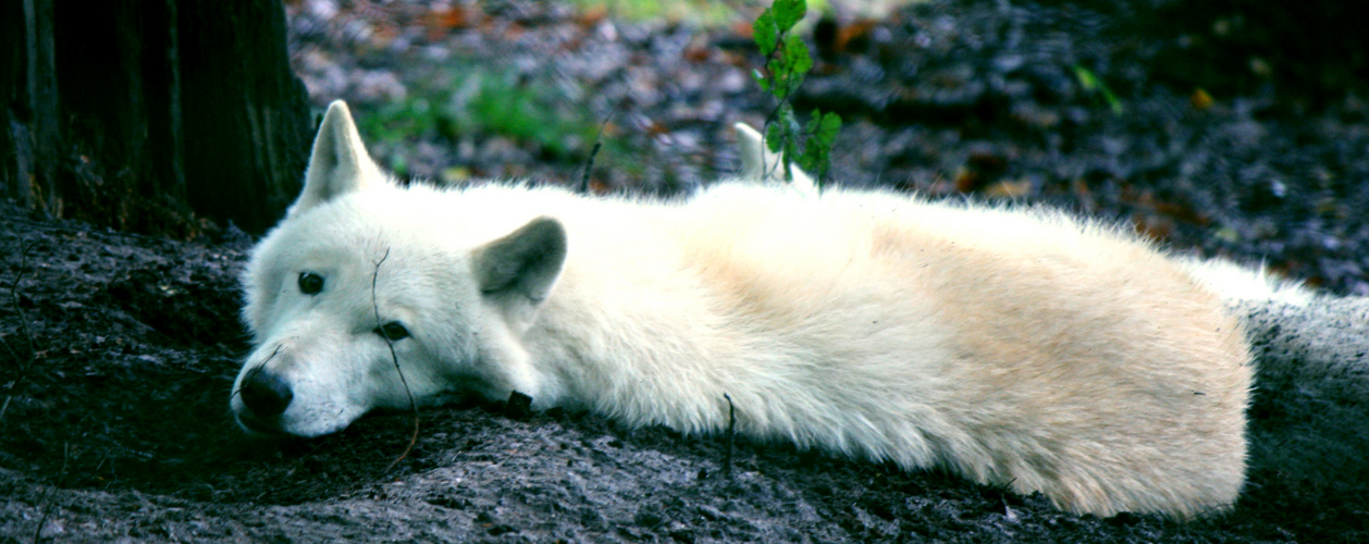 Wolfpark, Werner Freund