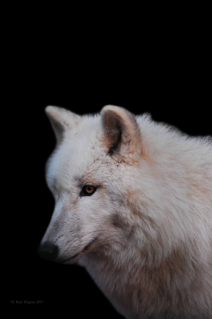 Wolfportrait