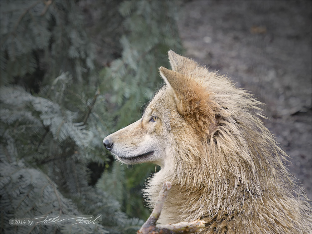 Wolfportrait