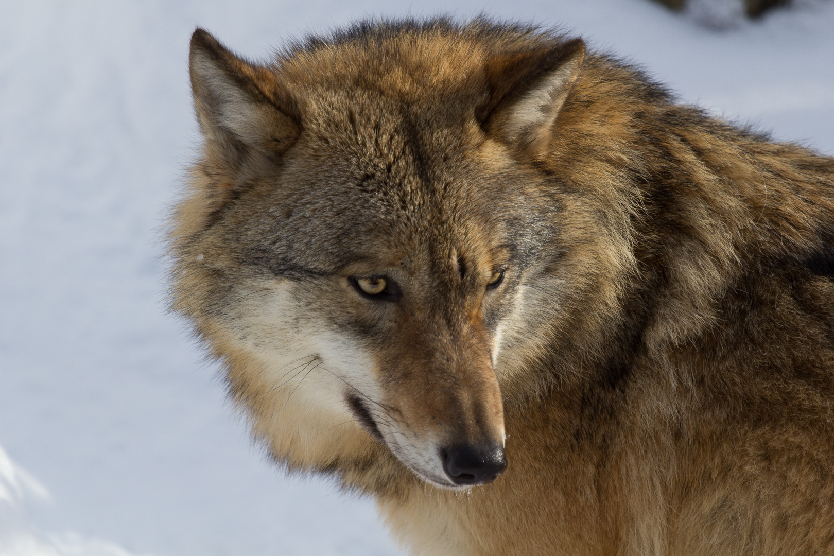 Wolfportrait