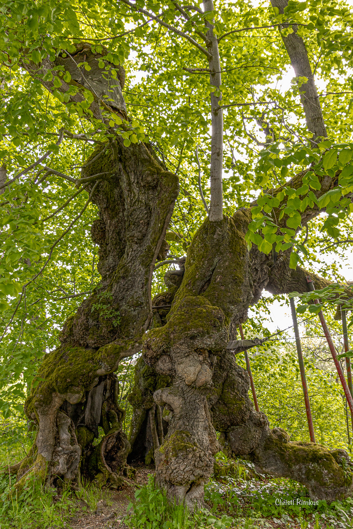 Wolframslinde 