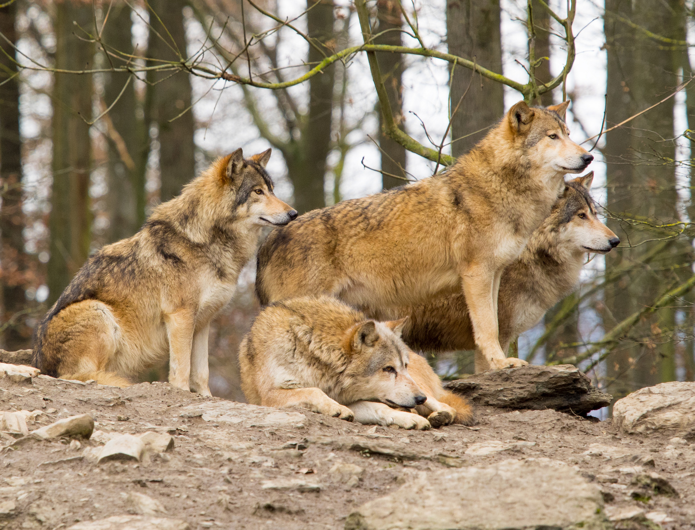 Wolfrudel, Wildpark Bad Megrentheim