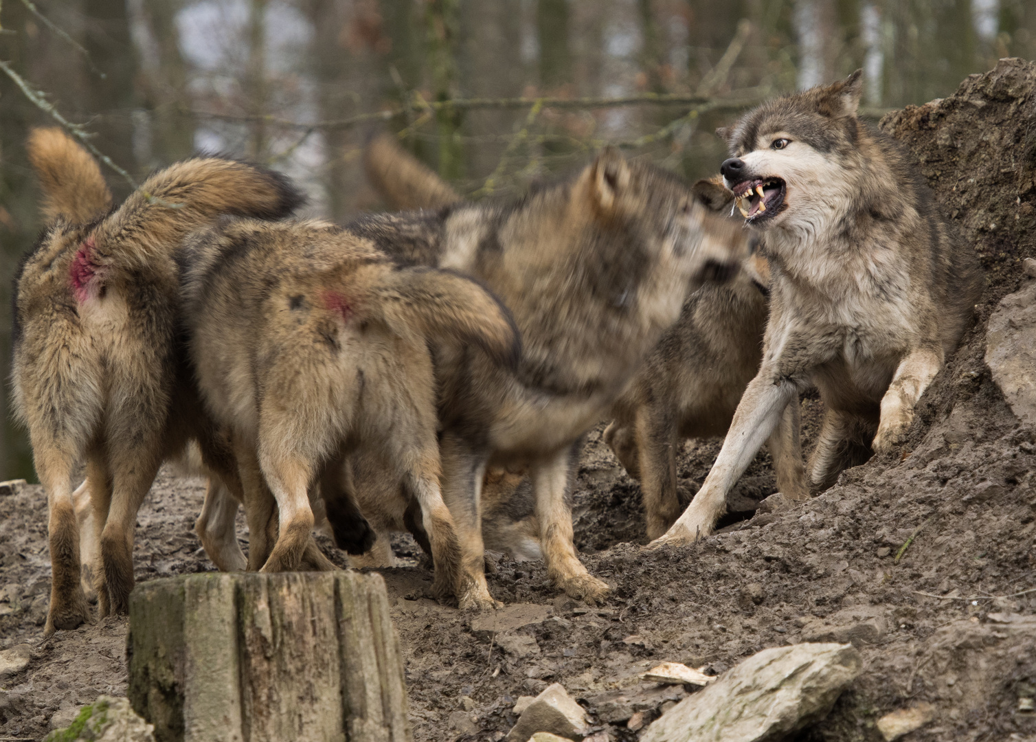 Wolfrudel, Wildpark Bad Mergentheim