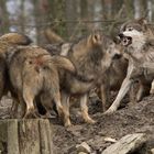 Wolfrudel, Wildpark Bad Mergentheim