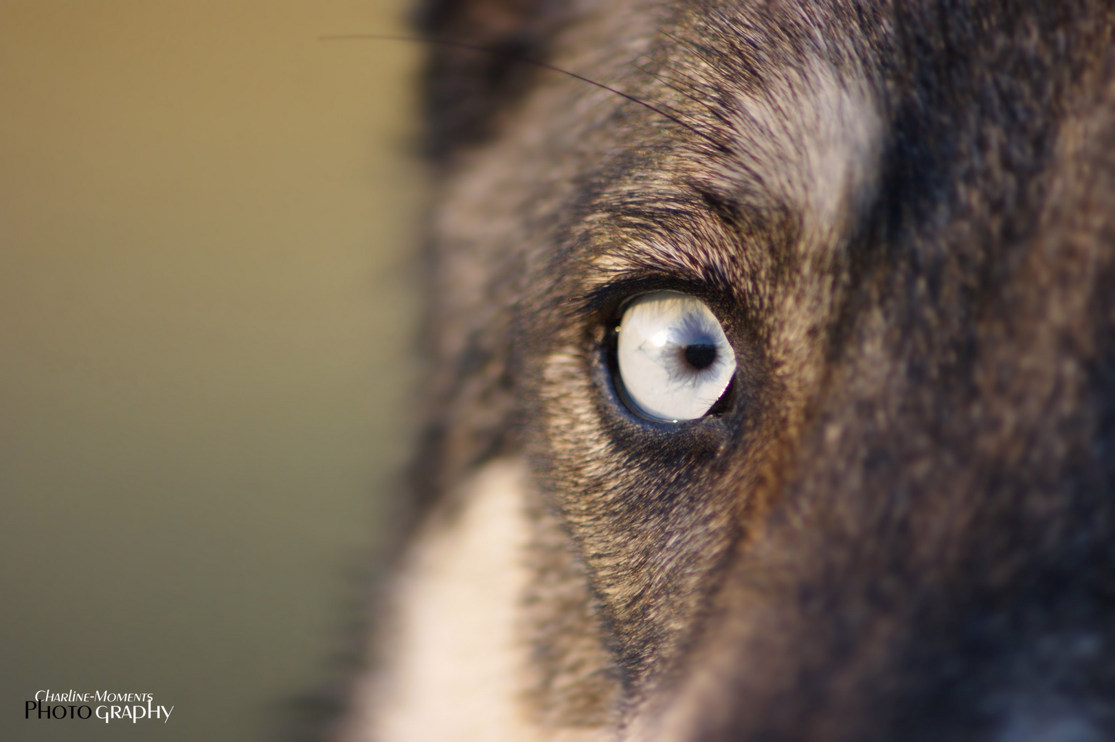 Wolfs Auge