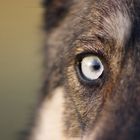 Wolfs Auge