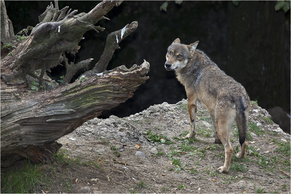 WOLFS-BLICK