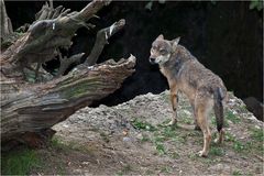 WOLFS-BLICK