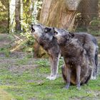 Wolfs-Duo