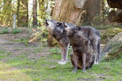 Wolfs-Duo