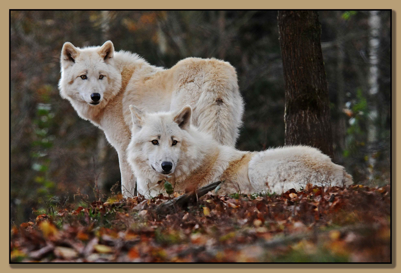Wolfs-Duo