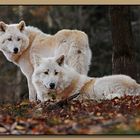 Wolfs-Duo