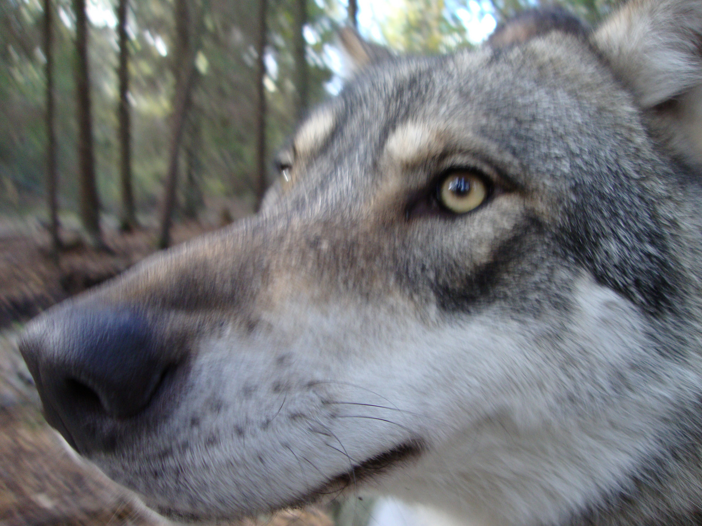 Wolfs eye