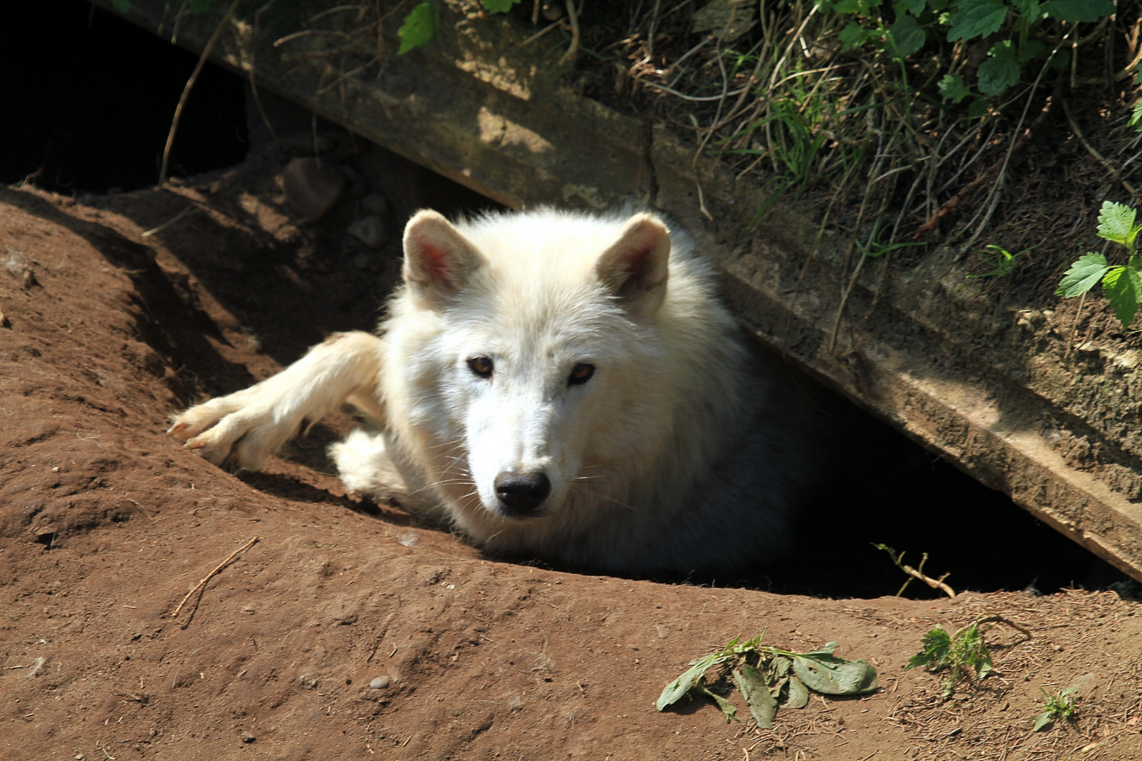  Wolfs Höhle