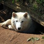  Wolfs Höhle