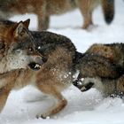Wolfs-Knaatsch