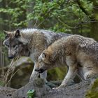 Wolfs-Kommunikation