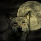 Wolfs-Nacht