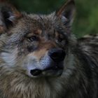 Wolfs-Porträt