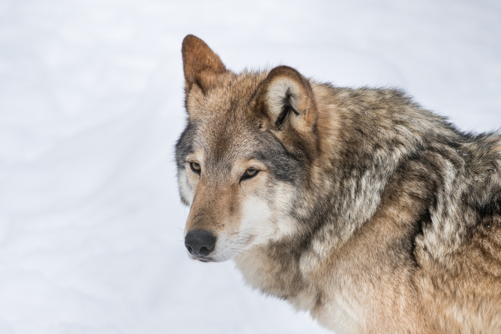 Wolfs-Portrait