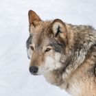 Wolfs-Portrait