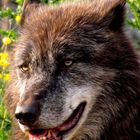 Wolfs Portrait