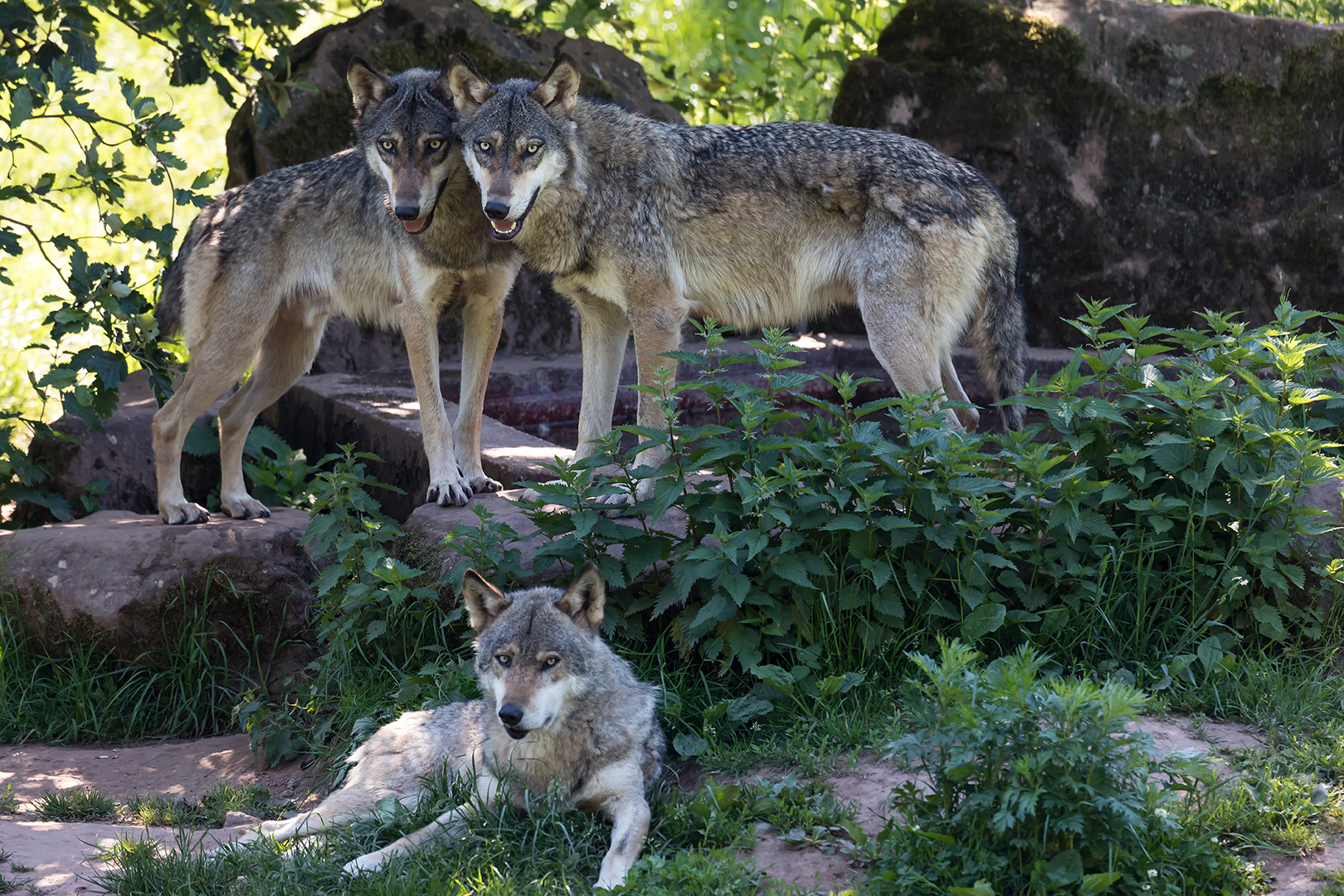 Wolfs-Posing