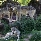 Wolfs-Posing