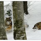 Wolfs-Rush