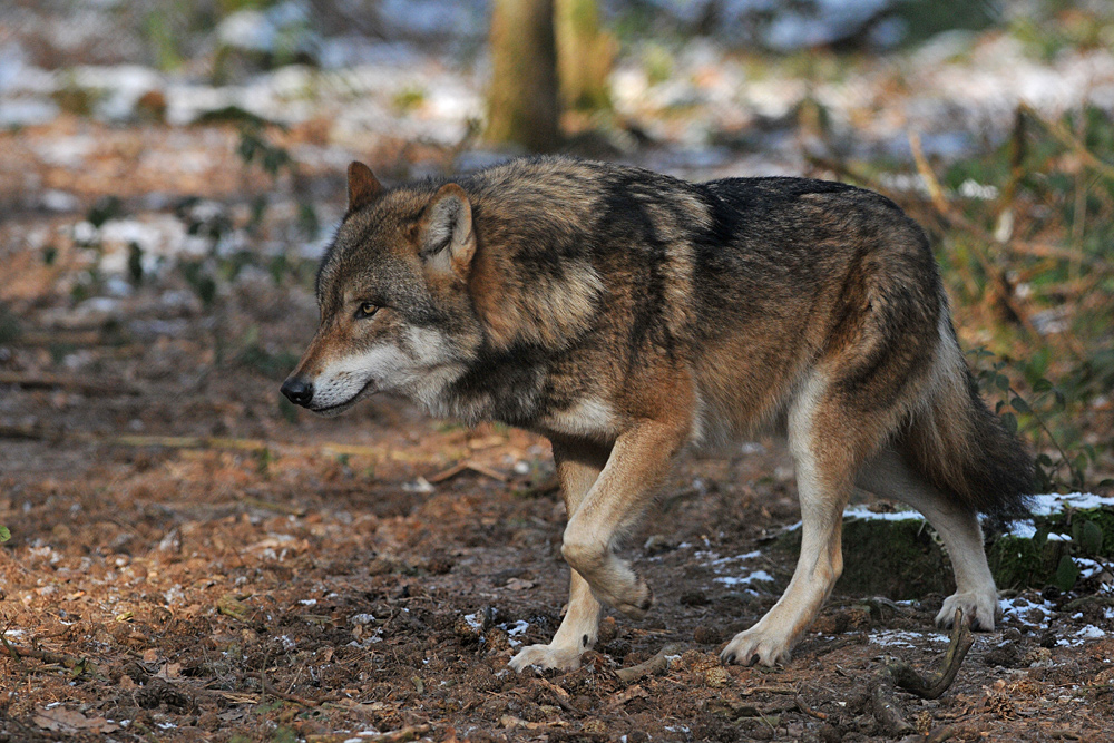 Wolfs – Traben