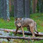 Wolfs Wald