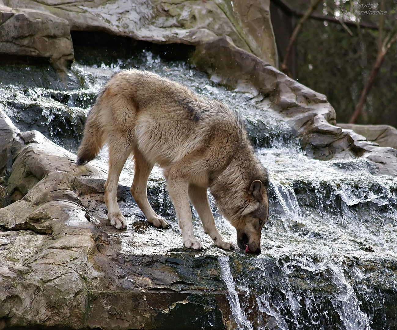 * Wolf´s Wasserfall *