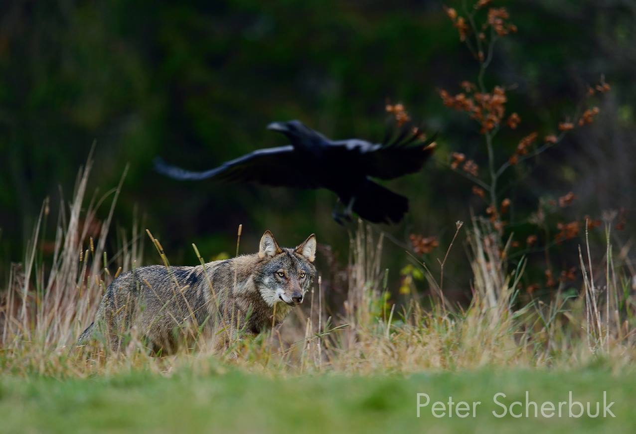 Wolfsansitz in den polnischen Waldkarpaten 