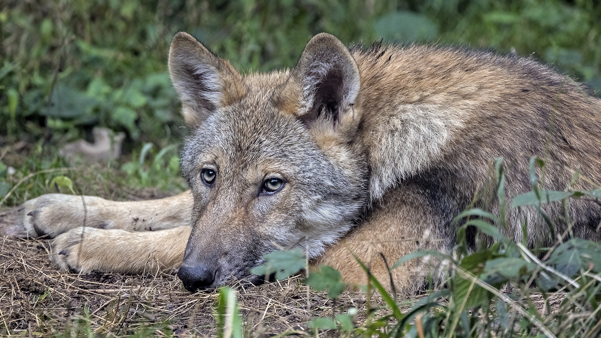 WOLFSAUGEN