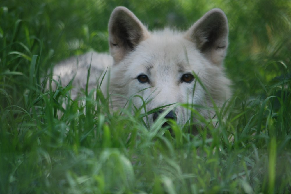 Wolfsaugen